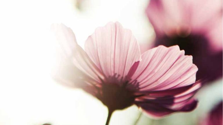 Eine Blume mit rosa Blüten