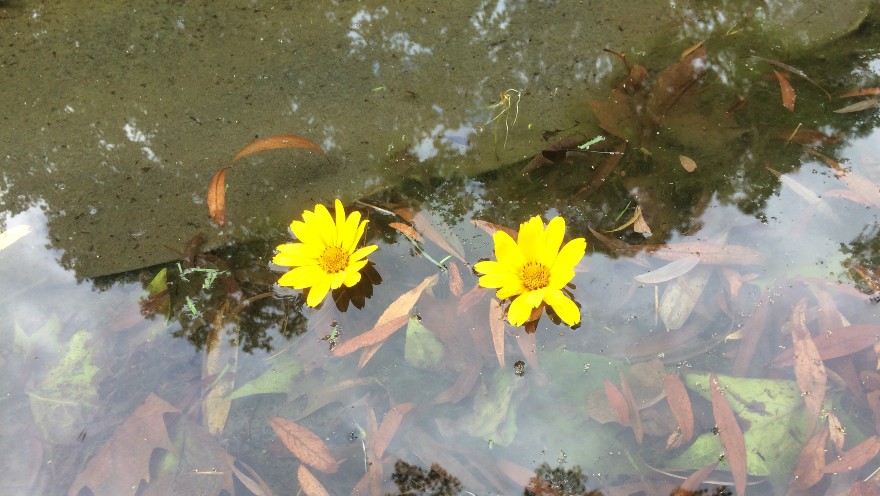 Zwei gelbe Blumen schwimmen im Wasser