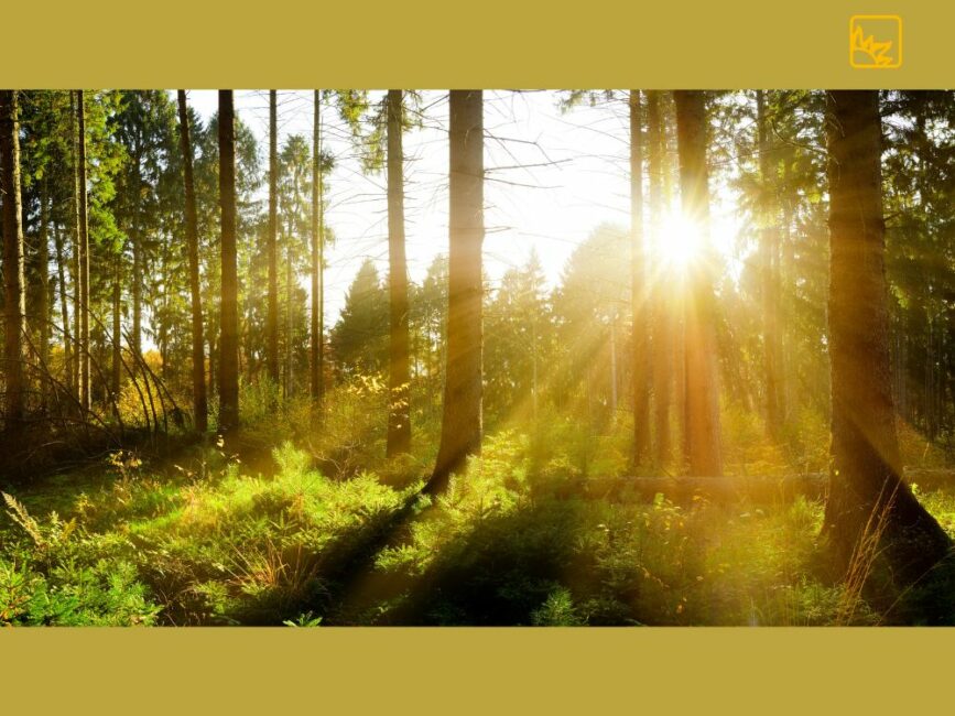 Ein Bild, das einen sonnendurchfluteten Wald im Herbst zeigt. Die tief stehende Sonne strahlt von rechts durch die Bäume, was zu langen Schatten führt. Am unteren Rand des Bildes wächst üppiges, grünes Unterholz.