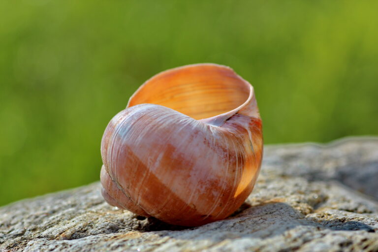 Imagebild Schneckenhaus