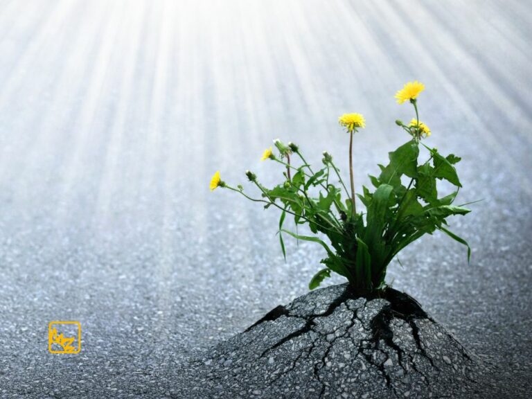 Löwenzahn wächst aus Asphaltdecke