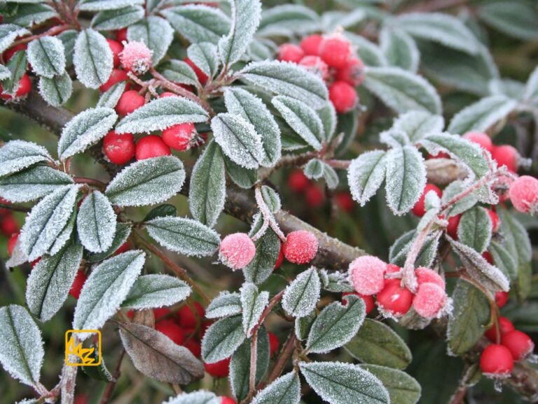 Winterbild zum Thema Erneuerung