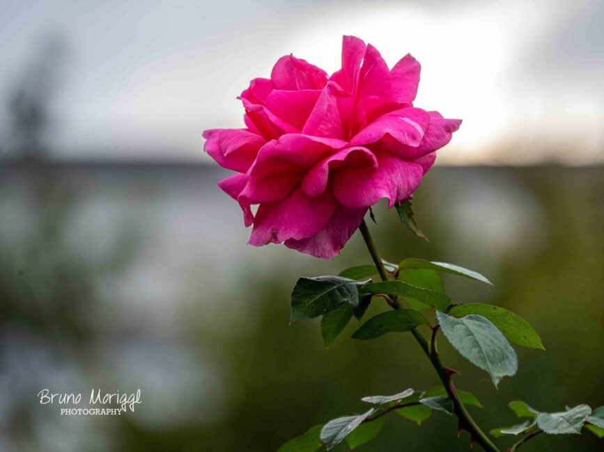 Rose