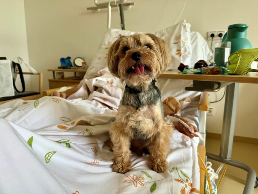 Hund auf Krankenbett