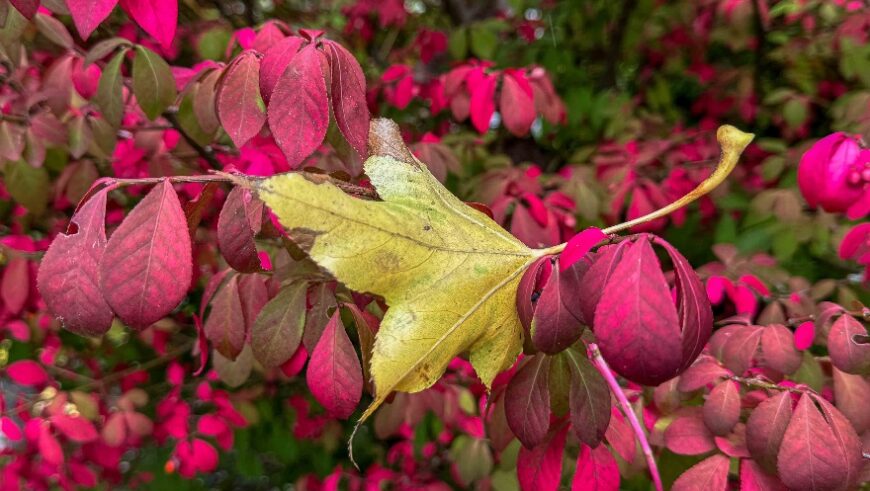 Verfärbte Blättert im Herbst, die gelb und rot sind.