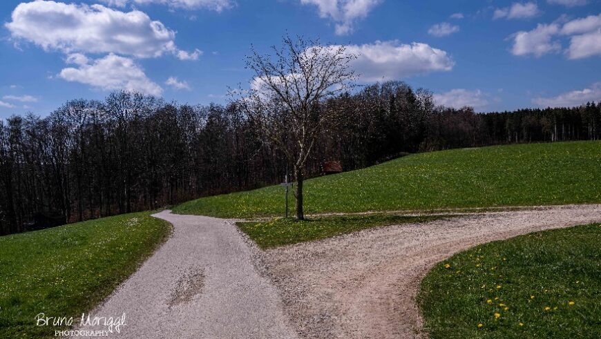 Ein Naturfoto mit 2 Schotterwegen und rundherum grüner Wiese. Es ist eine Weggabelung.