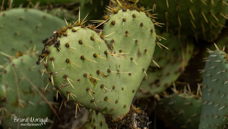 Ein herzförmiger Kaktus mit Stacheln.