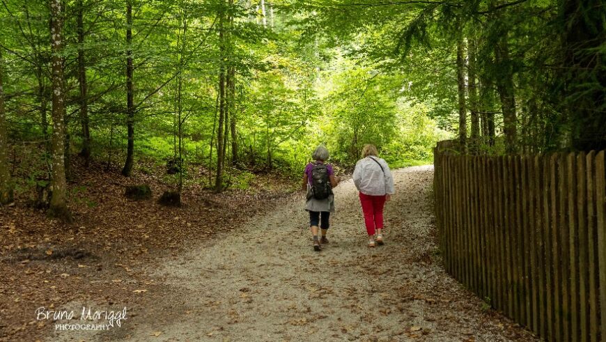 Zwei Frauen spazieren einen Waldweg entlang, auf der rechten Seite befindet sich ein Zaun.