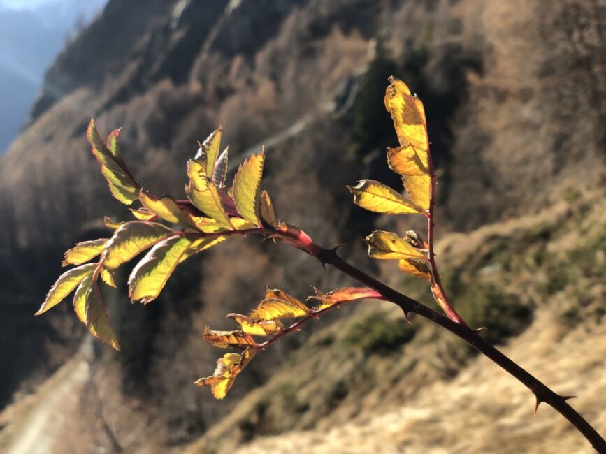 Ein Blatt eines Baumes im Herbst