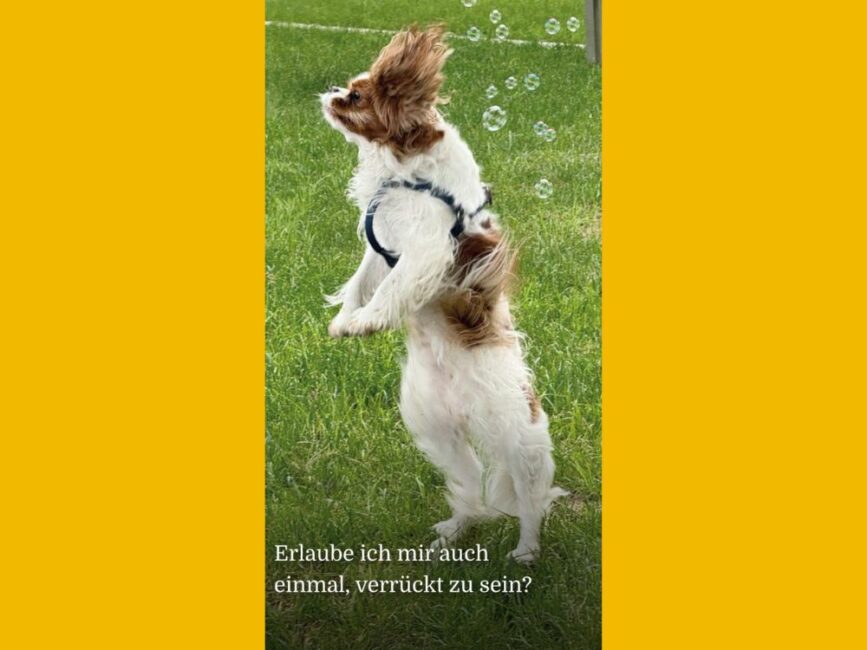 Stehender Hund um ihn sind Seifenblasen. Unten steht der Text: Erlaube ich mir auch einmal, verückt zu sein?