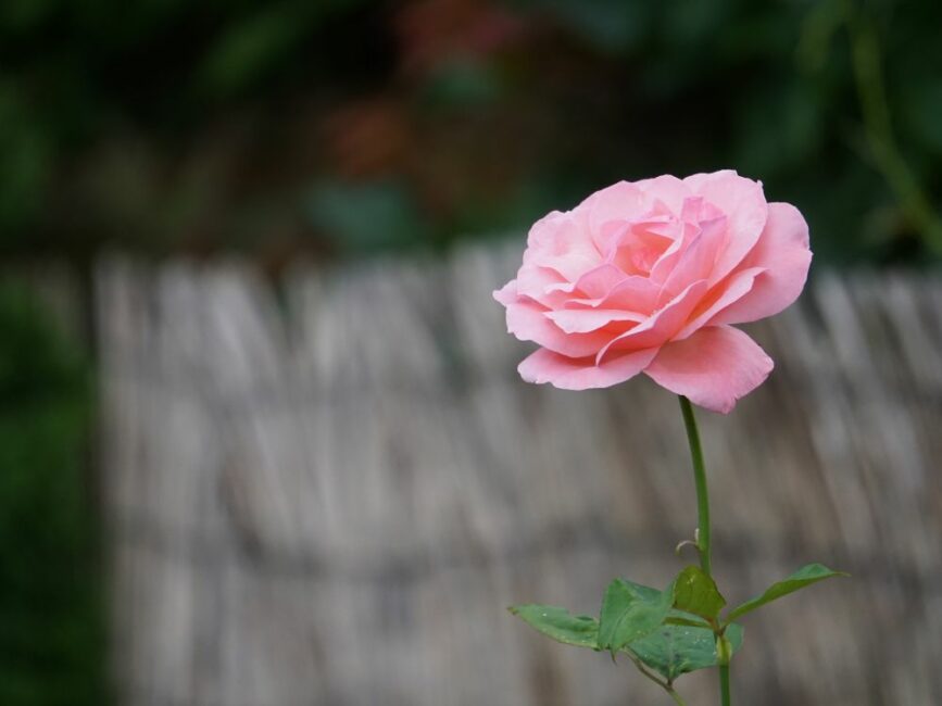Eine Rose vor unscharfen Hintegrund