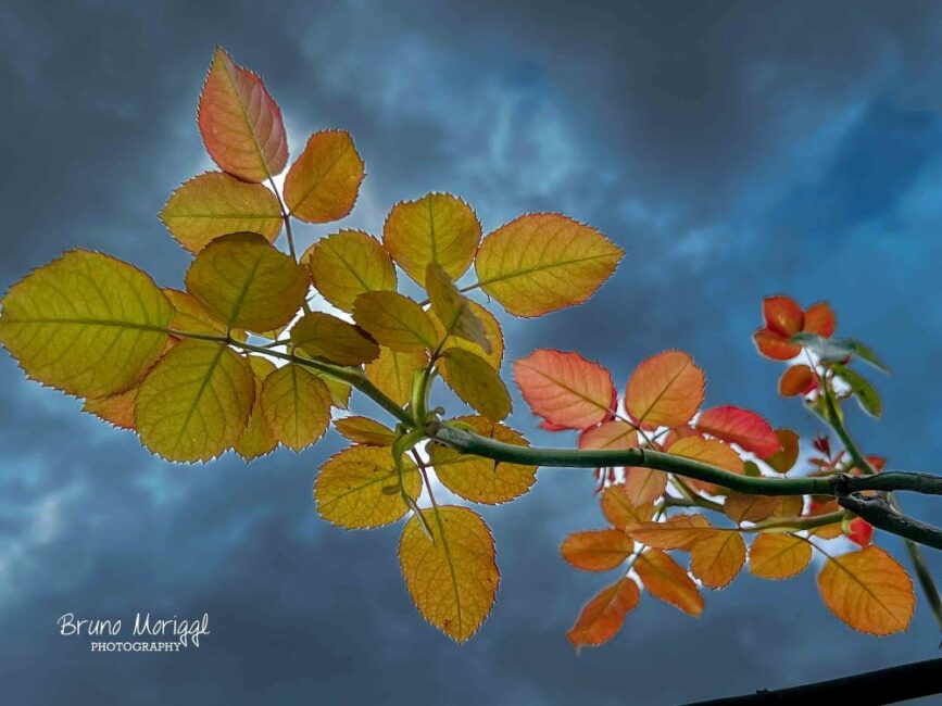 Ein Ast mit vielen verfärbten Blättern von unten fotografiert